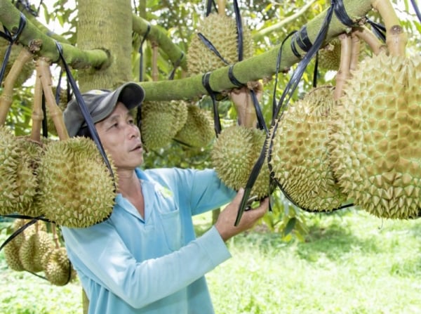 Export von Obst und Gemüse auf den chinesischen Markt im Jahr 2024: Große Möglichkeiten