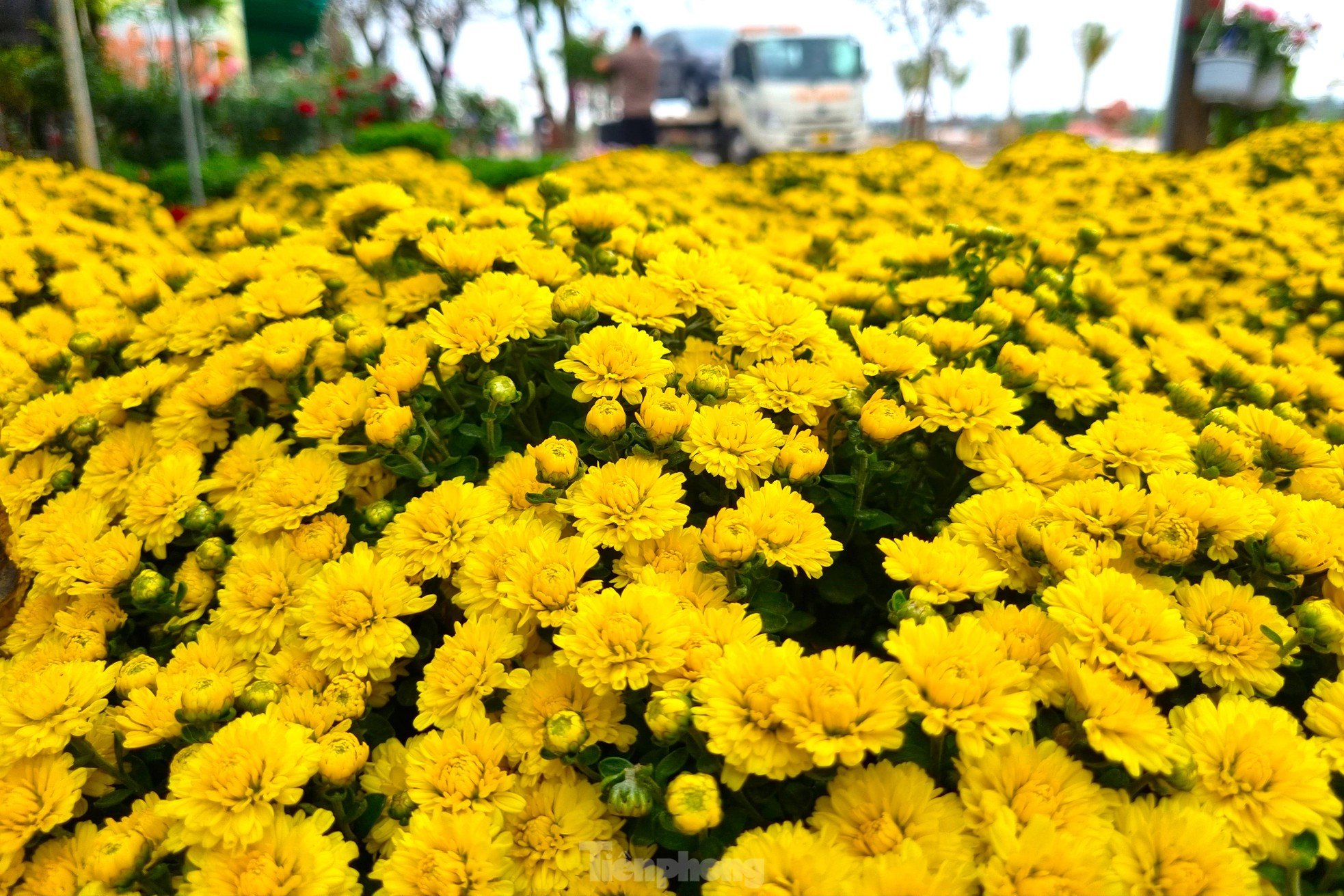 Les chrysanthèmes framboises « sourient tôt », les jardiniers craignent de ne pas en avoir assez pour vendre pour le Têt