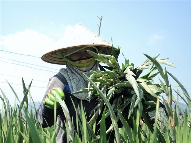 El pueblo de flores más grande de Lam Dong planta más de 100 hectáreas de flores de gladiolos para servir al Tet