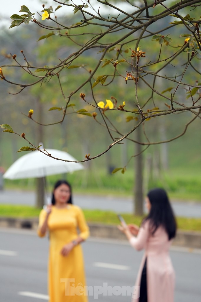 Mãn nhãn với đường hoa phong linh nở vàng đầu mùa trên đường phố Hà Nội ảnh 5