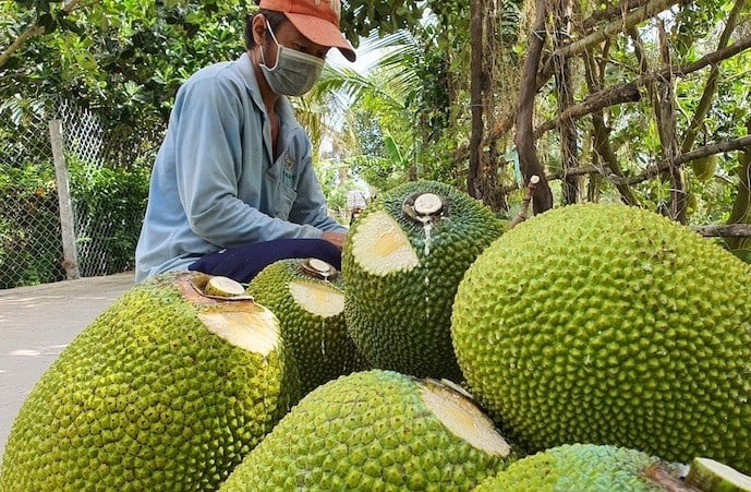 Giá nông sản hôm nay ngày 25/6/2024: Giá sầu riêng đảo chiều tăng nhẹ; giá mít Thái xuống mức thấp kỷ lục