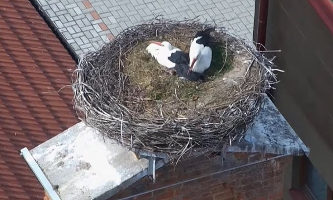 Zwei Storchenweibchen leben zusammen und wechseln sich beim Ausbrüten der Eier ab. Foto: CAM Chýnov