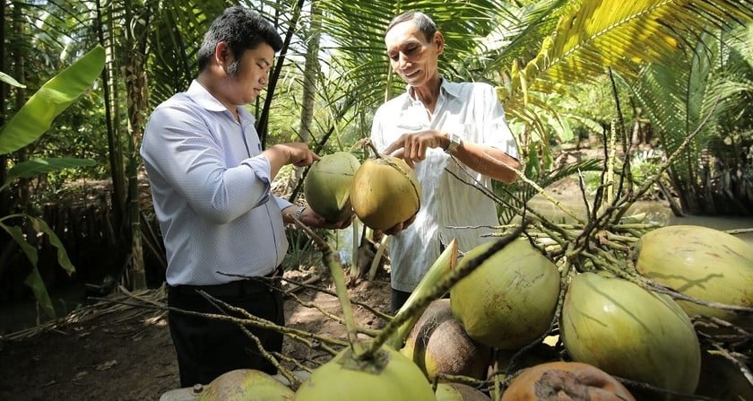 Trung Quốc cần 4 tỷ quả dừa: Chỉ một quả lẫn lá, dính đất sẽ loại cả lô