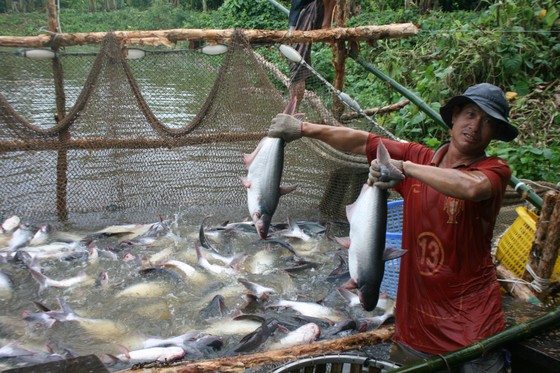 ĐBSCL: Tăng cường kiểm soát chất lượng vùng nuôi cá tra ảnh 1