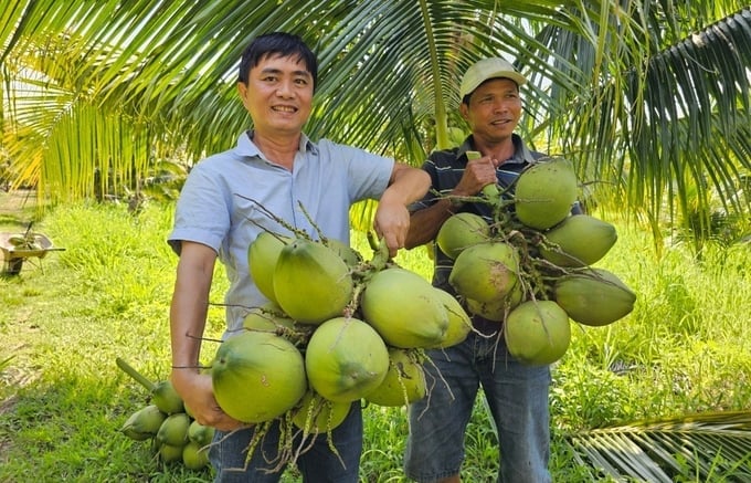 La granja de cocos Phuong Hoang Farm cosecha racimos de cocos cultivados orgánicamente. Foto: Arquitecto.