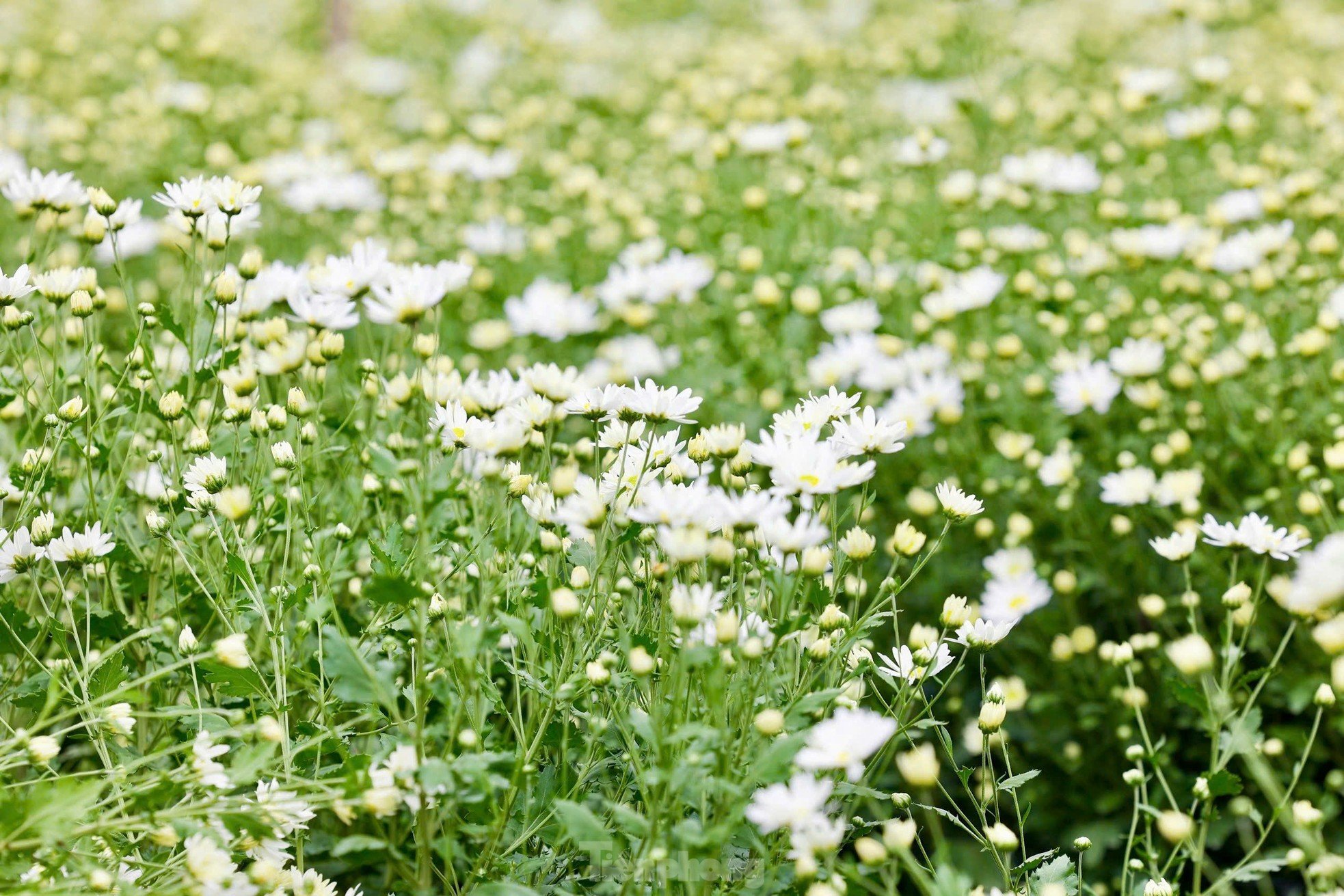 สวนดอกเดซี่หายากที่รอดพ้นจากพายุไต้ฝุ่นยางิที่บานสะพรั่ง อวดสีสันให้ชม ภาพที่ 3