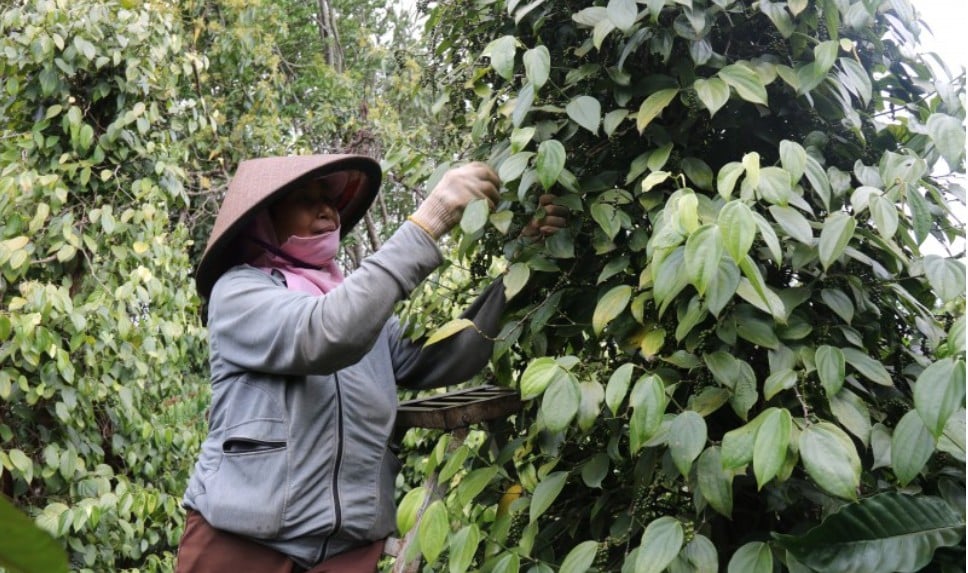 Pepper price today November 6, 2024: Down 1,000 VND/kg in Ba Ria