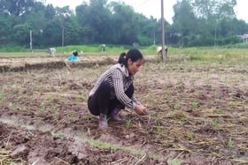 Phu Tho cultiva la cosecha de verano-otoño según el lema 