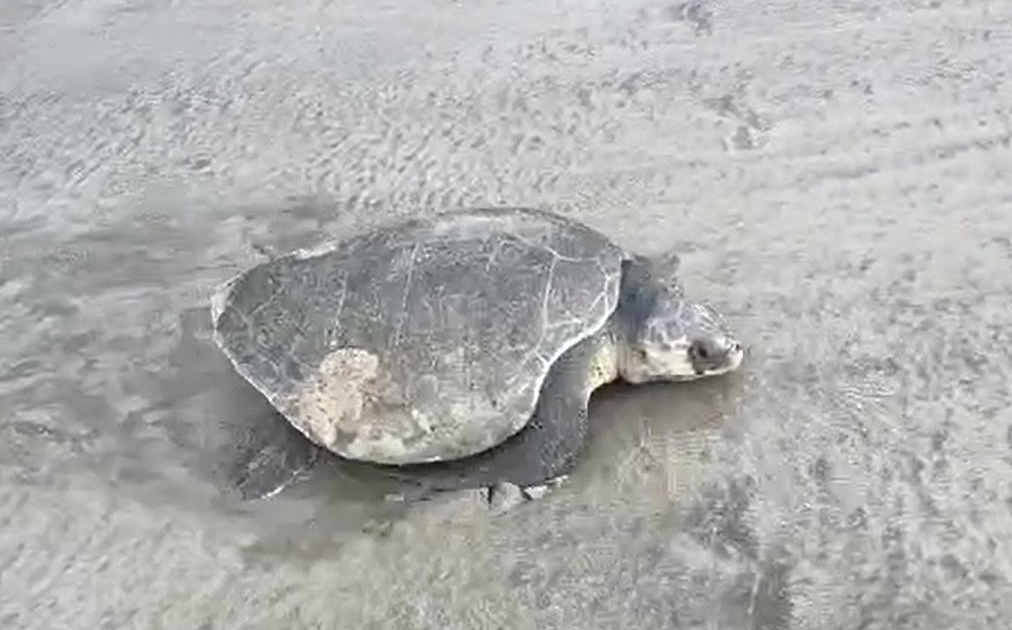 コンダオ島でパイナップルベッコウガメが卵を産む：非常に珍しい種！