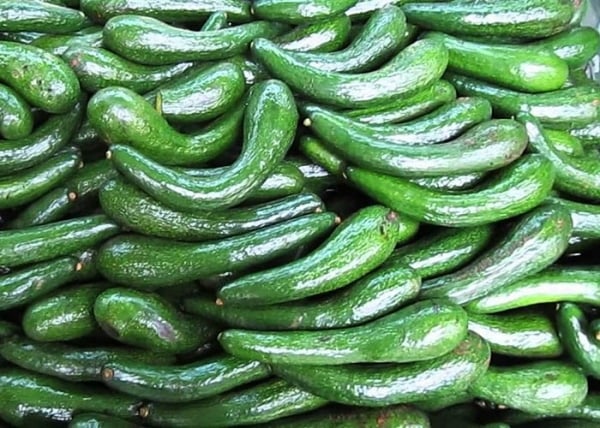 Pepper price stable at 157,000 VND/kg; avocado price 034 record low