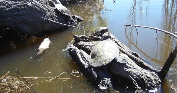 albino platypus ຫາຍາກທີ່ສຸດທີ່ພົບເຫັນຢູ່ໃນອົດສະຕາລີ