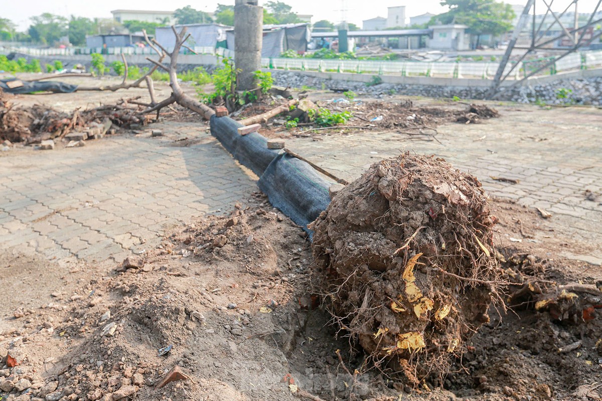 ¿Por qué se talaron casi 200 árboles a lo largo de la calle Tam Trinh? foto 18