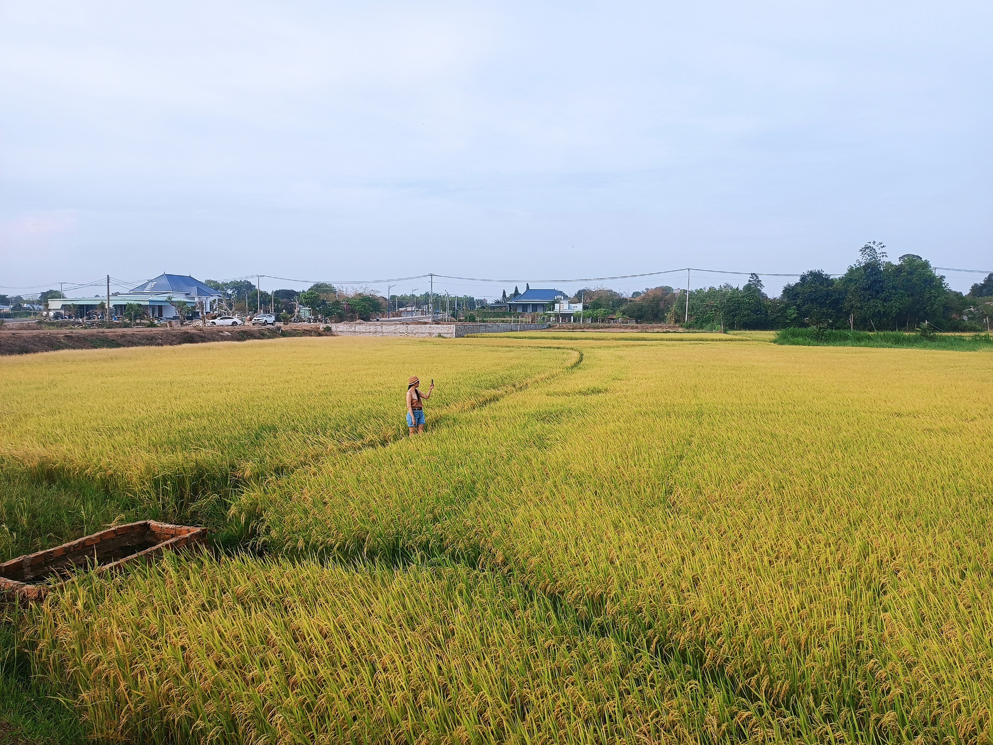 Cánh đồng lúa An Nhứt ở Bà Rịa - Vũng Tàu - Ảnh: NGUYỆT PHẠM