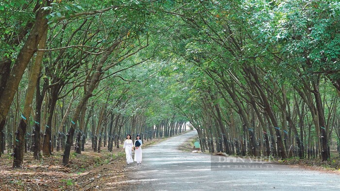 Bình Phước khát khao đưa 4 loại cây công nghiệp lên đỉnh cao - Ảnh 4.