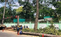 Over 400 trees cut down to build Metro Line 2 in Ho Chi Minh City