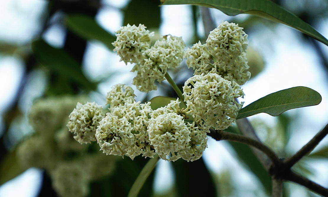 How to reduce allergies to the smell of milk flower