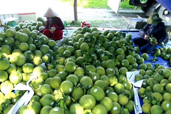 Pfefferpreise stürzen ab; Preis für grünschalige Grapefruits fällt stark