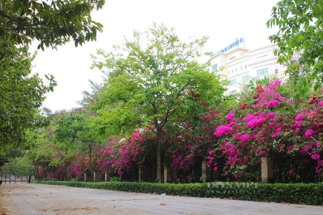 La hermosa carretera de flores de papel como en una película en la ciudad de Ho Chi Minh está causando revuelo en Internet. Foto 2