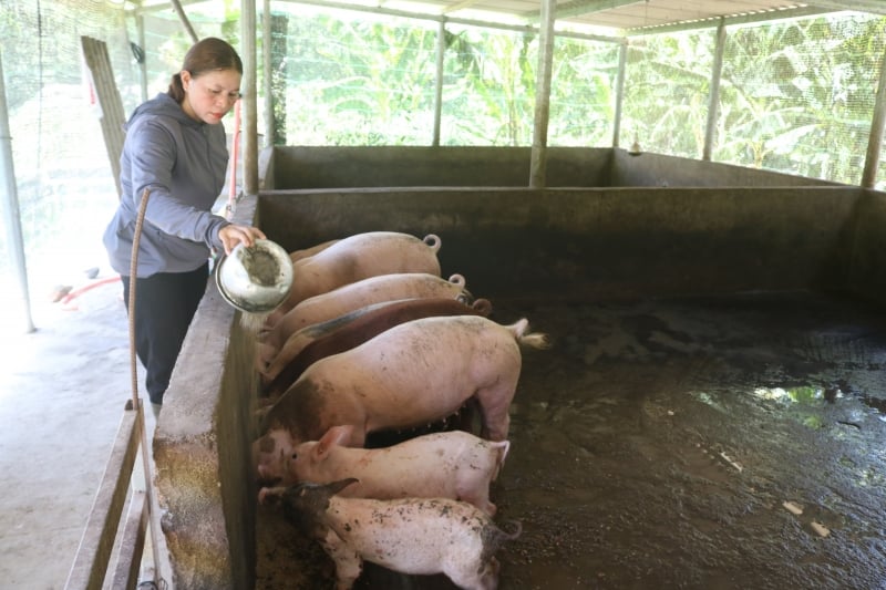 Livestock model helps people in the highlands of Thua Thien Hue have income and stabilize their lives