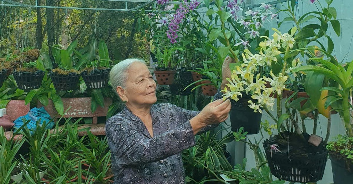 Green Hostel - Unique model from the heart of an 82-year-old woman