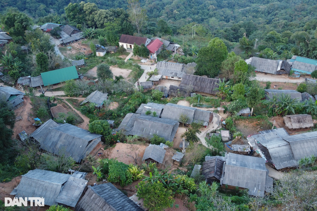 Gia đình 3 thế hệ trồng hàng vạn cây gỗ quý Sa mu, Pơ mu - 6