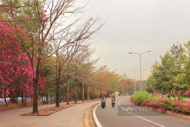 La hermosa carretera de flores de papel como en una película en la ciudad de Ho Chi Minh está causando revuelo en Internet. Foto 1