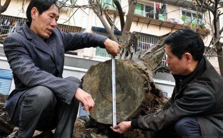 Săpând o „bucată ciudată de lemn”, șantierul a fost oprit imediat - Fotografia 5 Dao trung 'khuc go la', cong truong lap tuc dung thi cong-Hinh-5