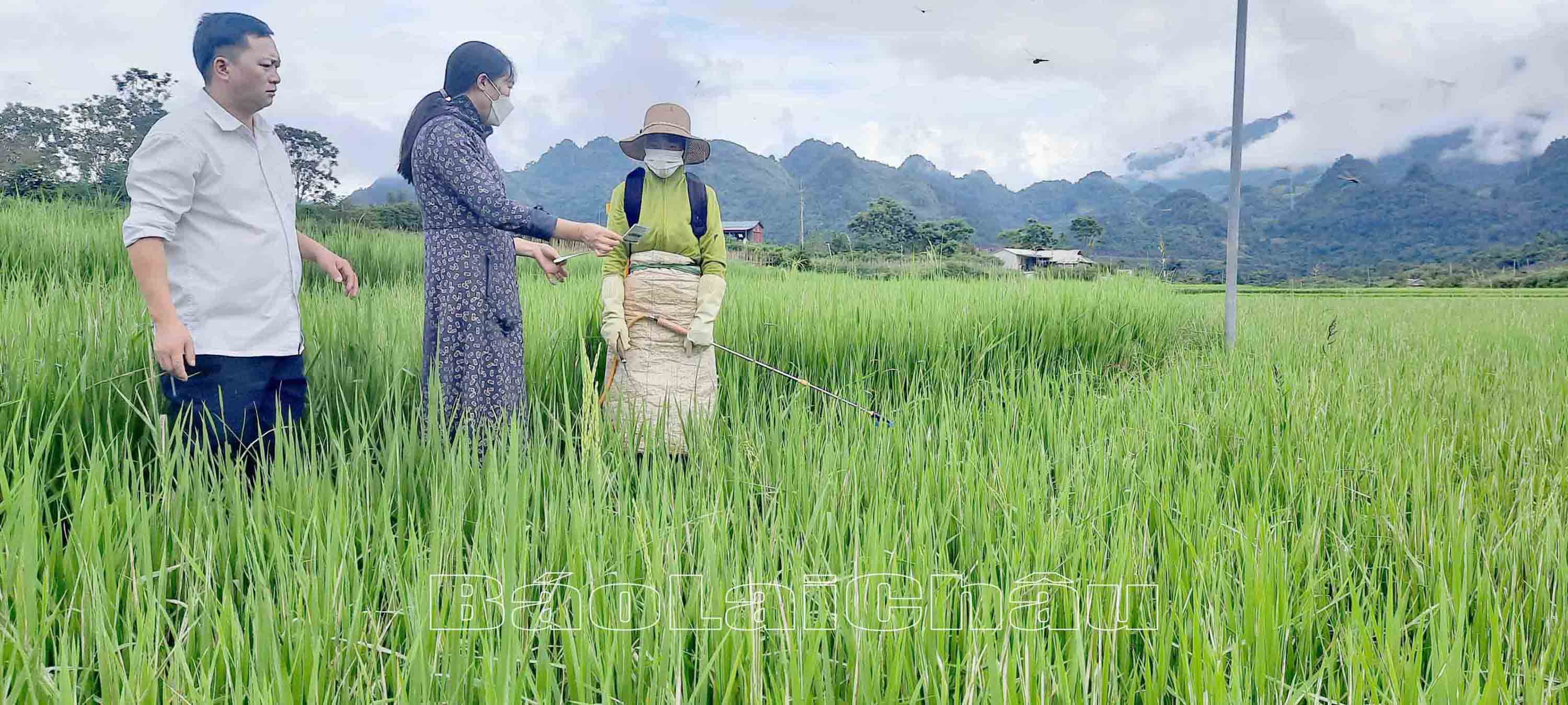 Cán bộ Trung tâm Dịch vụ nông nghiệp thành phố hướng dân người dân phun thuốc đúng cách.