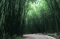 Des forêts de bambous fascinantes au caractère vietnamien