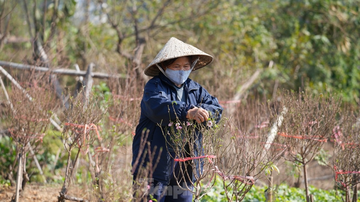 អ្នក​ដាំ​ផ្លែ​ប៉េស ឡា កា កំពុង​មមាញឹក​ក្នុង​ការ​រៀបចំ​បុណ្យ​តេត រូបថត ៤