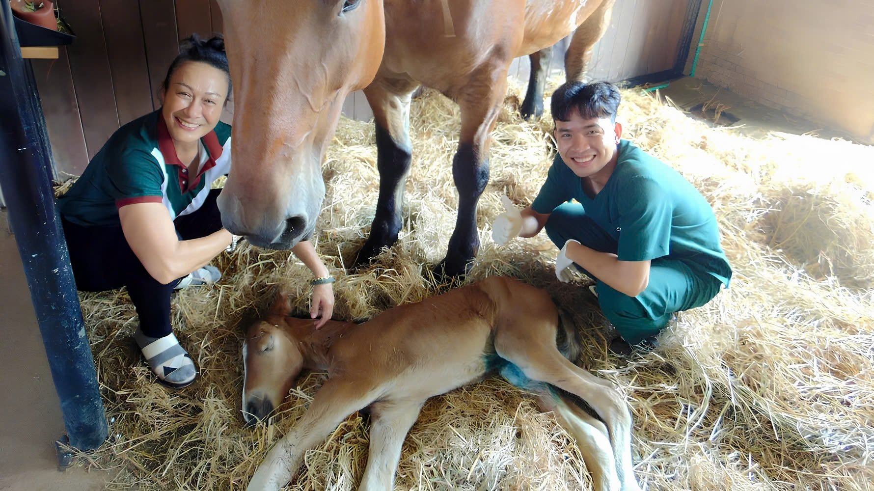 El caballo más alto del mundo saluda al mundo en la Vinpearl Horse Academy foto 3