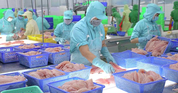 Fluctuations in pangasius prices, and holding on to real estate stocks, giant Vinh Hoan's profits drop 26%