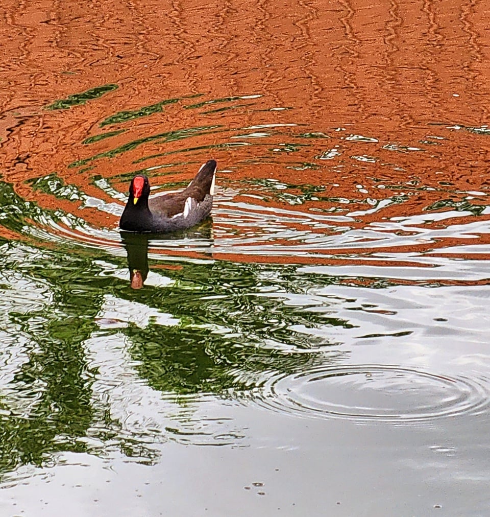 Ein kleiner Ibis schwimmt fröhlich am Lotusteich im Ky Hoa Park (Bezirk 10, Ho-Chi-Minh-Stadt).