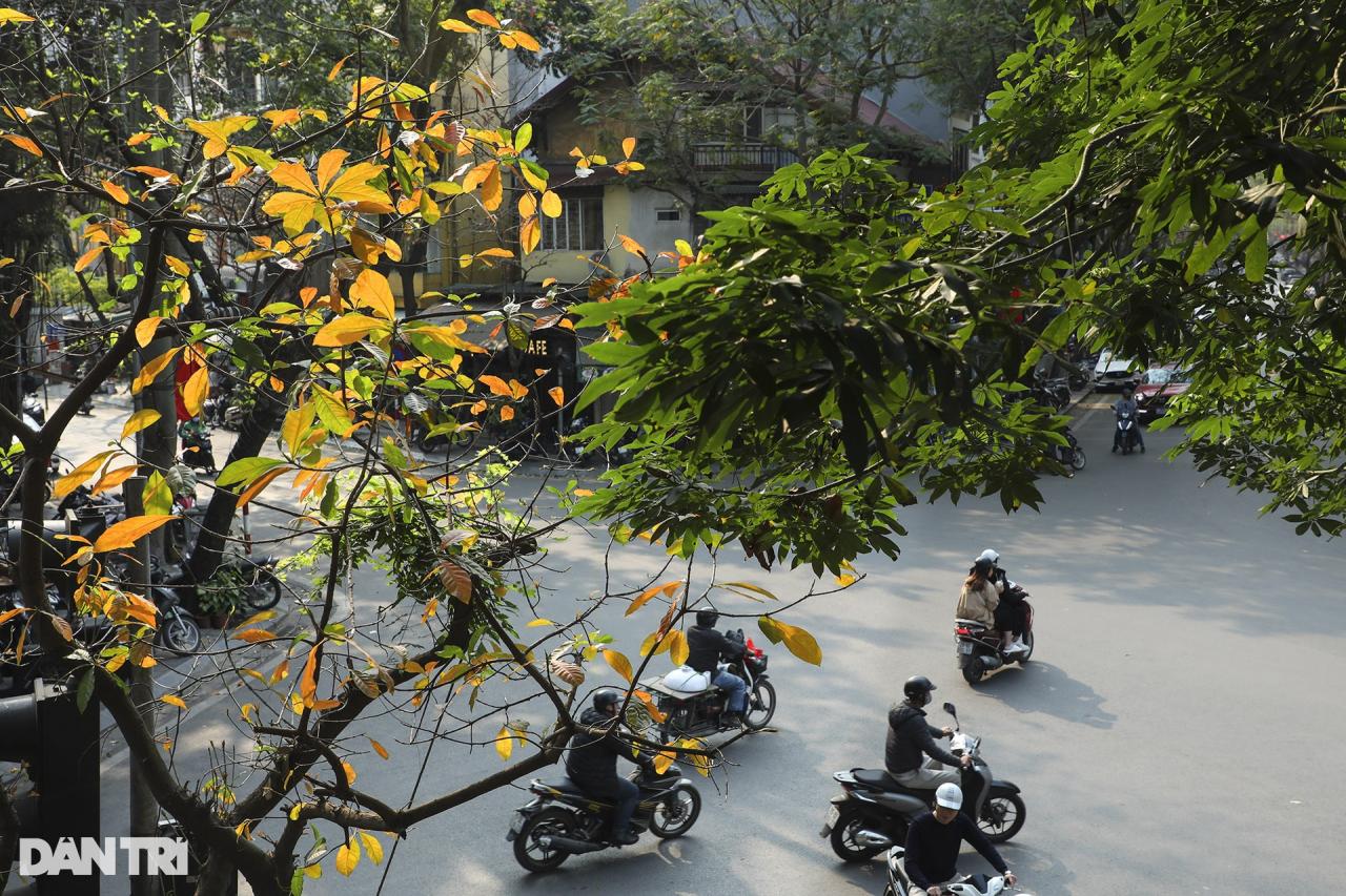 ハノイの紅葉シーズンの奇妙に美しい街角 - 1 Những góc phố đẹp lạ trong mùa cây lá đỏ ở Hà Nội - 1