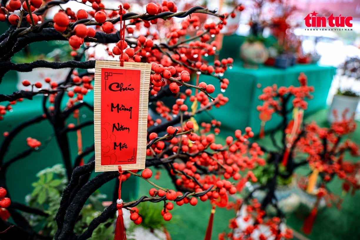 Hanoi Tet market has 'red peach blossoms' priced at hundreds of millions of dong