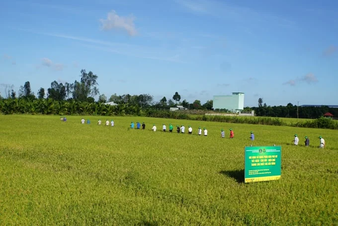 Modelo de demostración del uso económico, equilibrado y efectivo de fertilizantes en la producción de arroz de verano-otoño en 2022 en la comuna de Tan Nghia (distrito de Cao Lanh, provincia de Dong Thap) implementado por PVFCCo en coordinación con el Departamento de Protección Vegetal. (Foto: TL)