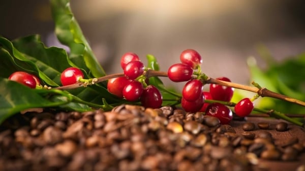 La producción disminuye y en la campaña 2024/25 se prevé que las exportaciones de café alcancen los 6 mil millones de dólares