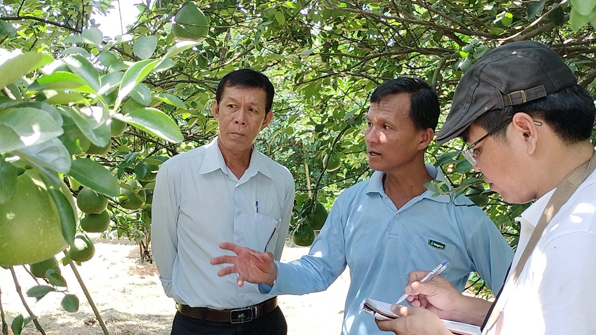 Bưởi Tân Triều thương hiệu nức tiếng ở vùng đất cổ - Ảnh 3.