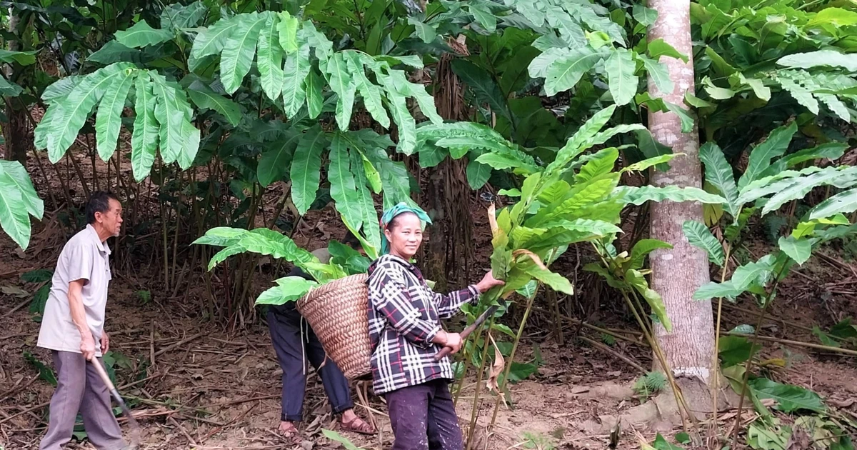 Nghệ An phát triển cây dược liệu