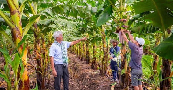 "Banana King", "chicken billionaire" proposes mechanism for using some types of land