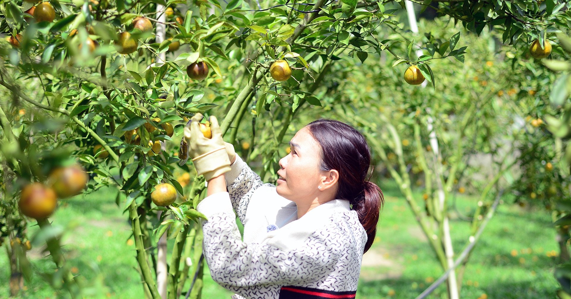 'Thuận vợ thuận chồng' phá chuối trồng quýt, người phụ nữ Lâm Đồng thu bộn tiền