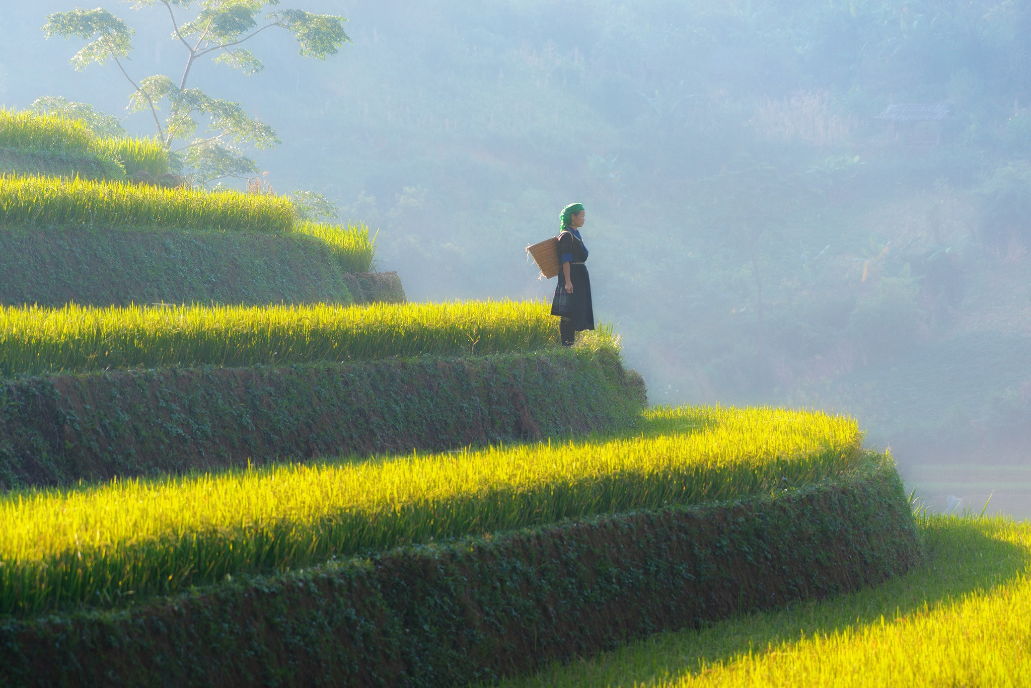 Chiêm ngưỡng mùa lúa chín Sa Pa dưới nắng vàng như rót mật