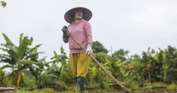 Làng hoa Tết lớn nhất TPHCM 'méo mặt' vì thời tiết