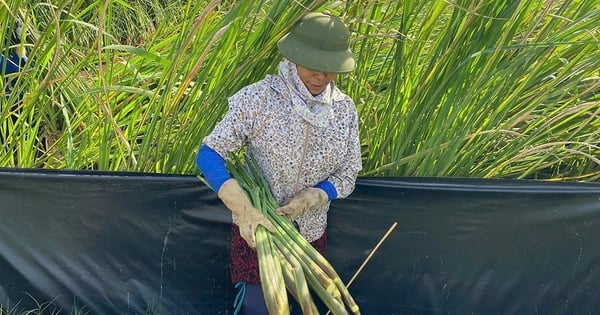 Lội vô đồng cỏ dại tốt um tùm cắt cây niễng "rau đặc sản" gọi thân bằng củ, dân Hưng Yên bán đắt