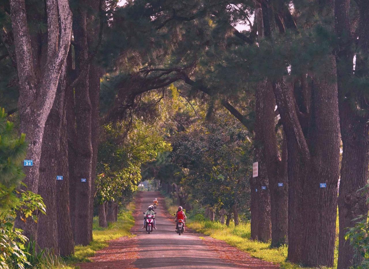 Ancient pine tree road attracts hundreds of visitors every day in Gia Lai