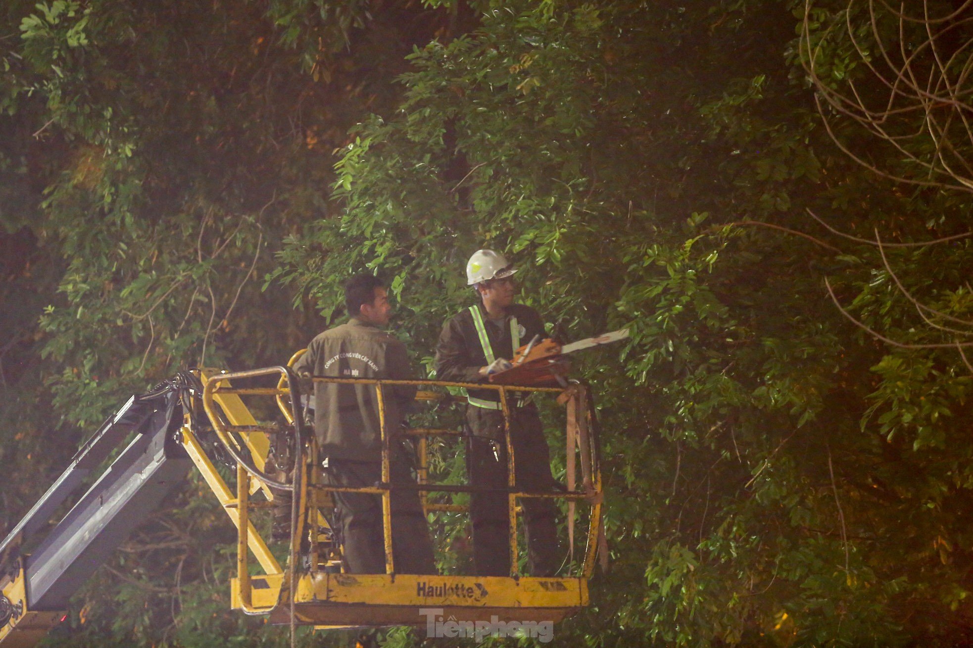 Pruning the hundred-year-old rosewood trees on Lang Street overnight, photo 6