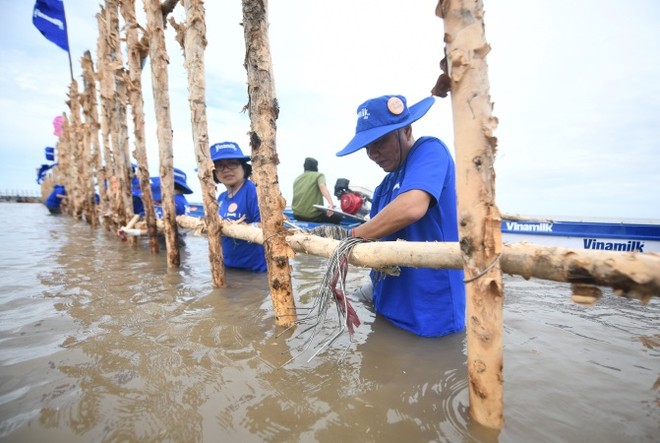 Khu vực khoanh nuôi tái sinh rừng ngập mặn có diện tích 25ha do Vinamilk, Gaia chung tay thực hiện tại Vườn quốc gia Mũi Cà Mau. ảnh 2