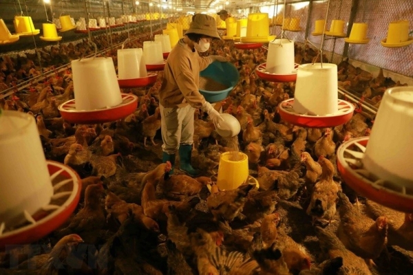 Opportunities to promote poultry meat exports to China