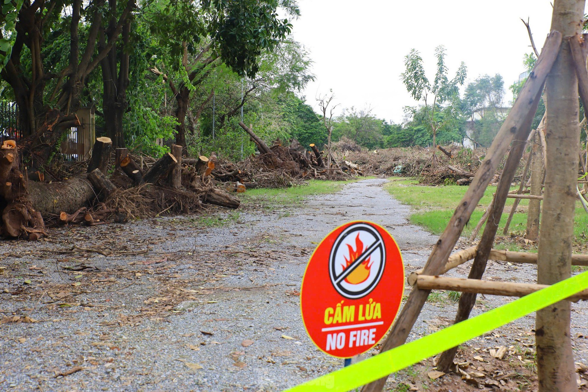 ¿Por qué los parques de Hanoi todavía están llenos de árboles caídos? foto 12