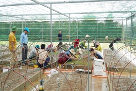 การสร้างแบบจำลองเรือนเพาะชำพันธุ์เนื้อเยื่ออะคาเซียลูกผสมแห่งแรกใน Cam Lo